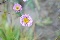 thumbnails/bdsc_0092.jpg
