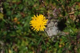 thumbnails/bDSC_0080.JPG