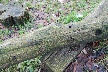 DSC_0091.JPG